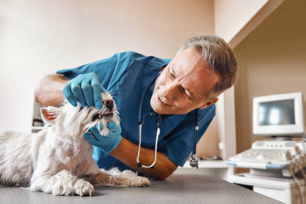 Best Emergency Treatment for Dental Infections or Abscesses in Mount Wolf, PA